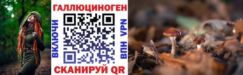 как найти наркотики  Долгопрудный  Галлюциногенные грибы Psilocybine cubensis 